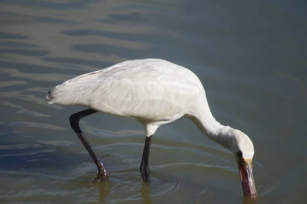 Bird Spoonbill Platalea Leucorodia Park Plain Sesto Fiorentino Tuscany Italy — Stock Photo, Image