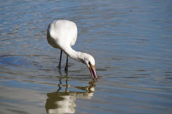 Bird Spoonbill Platalea Leucorodia Park Plain Sesto Fiorentino Tuscany Italy — Stock Photo, Image