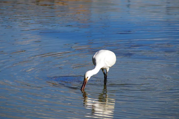 Cuchara Aves Platalea Leucorodia Parque Llanura Sesto Fiorentino Toscana Italia — Foto de Stock