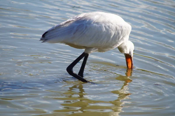 Bird Spoonbill Platalea Leucorodia Park Plain Sesto Fiorentino Tuscany Italy — Stock Photo, Image