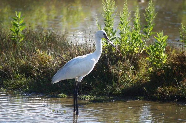 Bird Spoonbill Platalea Leucorodia Park Plain Sesto Fiorentino Tuscany Italy — Stock Photo, Image