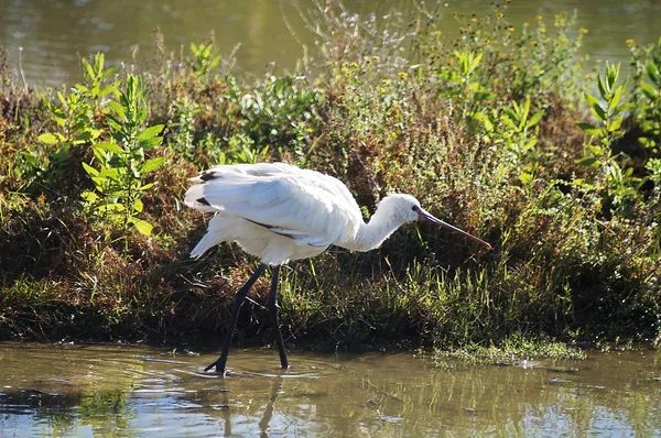 Bird Spoonbill Platalea Leucorodia Park Plain Sesto Fiorentino Tuscany Italy — Stock Photo, Image