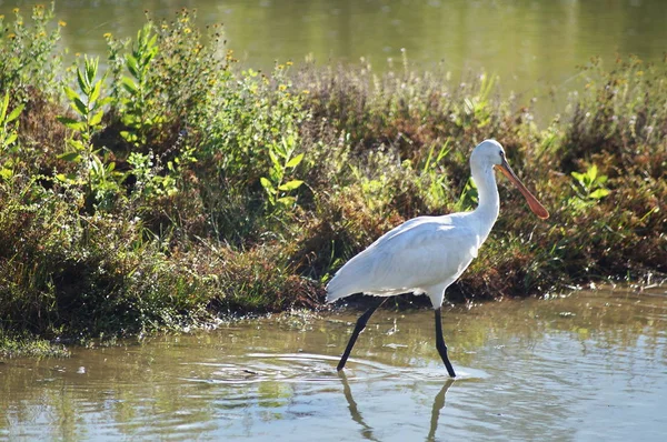 Bird Spoonbill Platalea Leucorodia Park Plain Sesto Fiorentino Tuscany Italy — Stock Photo, Image