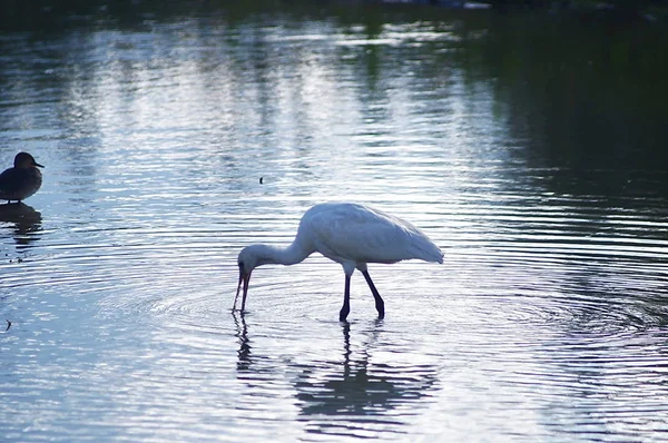 Bird Spoonbill Platalea Leucorodia Park Plain Sesto Fiorentino Tuscany Italy — Stock Photo, Image