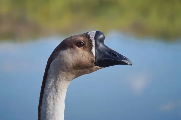 African Goose Park Plain Sesto Fiorentino Tuscany Italy — Stock Photo, Image