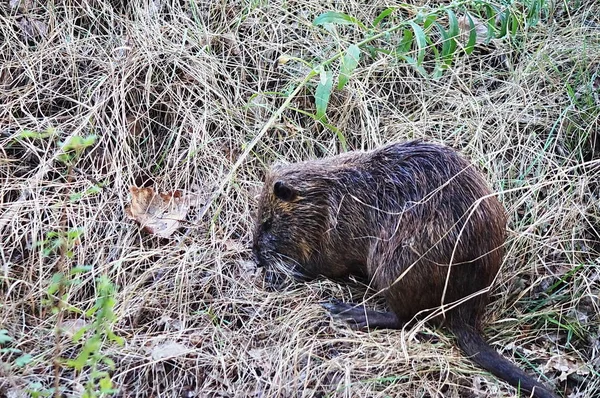 Coypu Het Park Van Vlakte Van Sesto Fiorentino Toscane Italië — Stockfoto