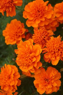 Pescia, Toskana, İtalya 'da Portakal Kozmos Sülfür Çiçeği