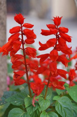 Pescia, Toskana, İtalya 'da Kardinal Flower (Lobelia Cardinalis)