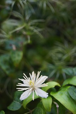 Pescia, Tuscany, İtalya 'da bir halk bahçesinde yaşlı adamın sakalı (Clematis vitalba)