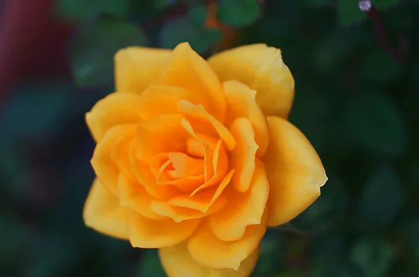 Gele Roos Een Openbare Tuin Pescia Toscane Italië — Stockfoto