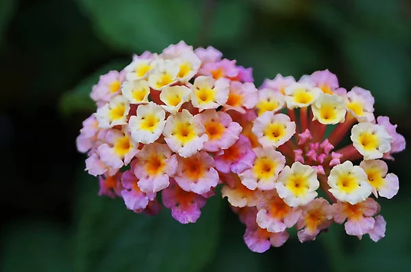 意大利托斯卡纳Pescia公共花园中的普通大草原 Lantana Camara — 图库照片