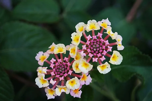 意大利托斯卡纳Pescia公共花园中的普通大草原 Lantana Camara — 图库照片