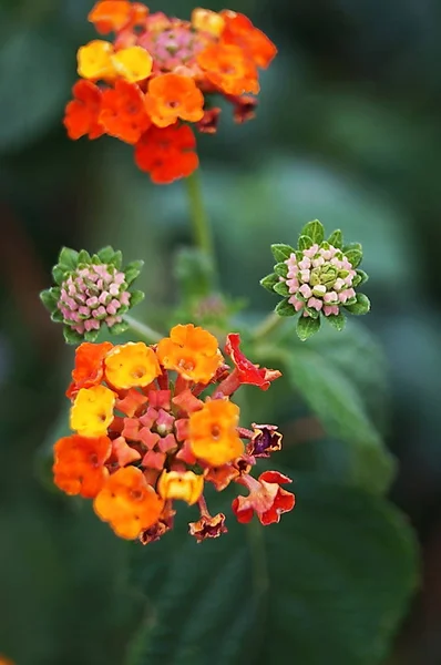 意大利托斯卡纳Pescia公共花园中的普通大草原 Lantana Camara — 图库照片