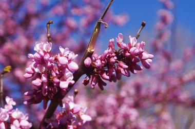 Baharda açan şeftali ağacı