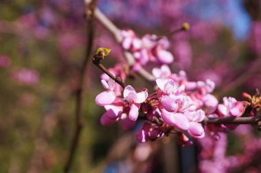 Baharda açan şeftali ağacı
