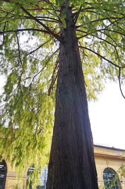 Floransa, İtalya 'daki botanik bahçesinde Amerikalı kel selvi (Tazxodium distichurn)