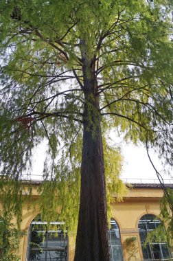 Floransa, İtalya 'daki botanik bahçesinde Amerikalı kel selvi (Tazxodium distichurn)