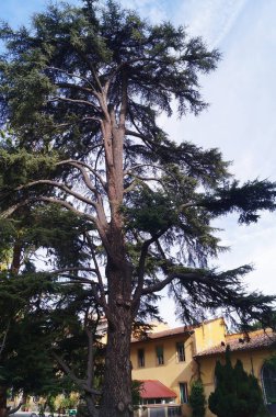 Floransa, İtalya 'daki botanik bahçesinde Lübnan sedir ağacı (Cedrus Libani)