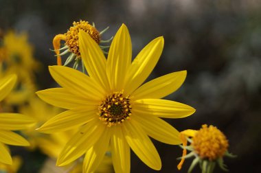 Floransa, İtalya 'daki botanik bahçesinde sarı papatya (Calendula Arvensis)