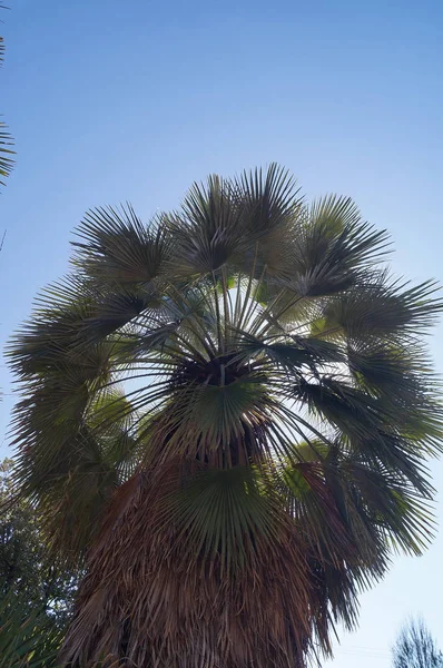 Palm Tree Public Park — Stock Photo, Image