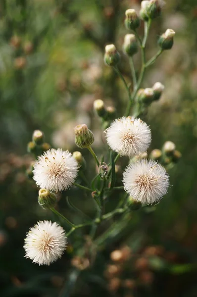 Argentijnse Vlo Conyza Bonariensis — Stockfoto