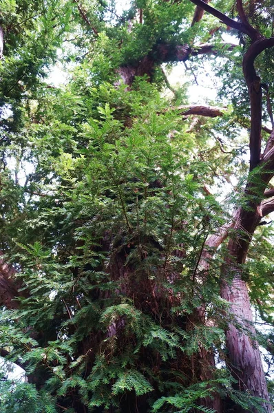 Árbol Secular Jardín Botánico Florencia Italia — Foto de Stock