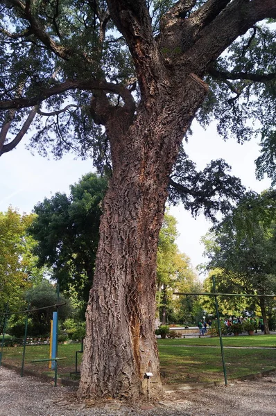 Carvalho Cortiça Quercus Suber Jardim Botânico Florença Itália — Fotografia de Stock