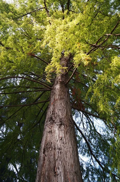 Floransa, İtalya 'daki botanik bahçesinde Amerikalı kel selvi (Tazxodium distichurn)