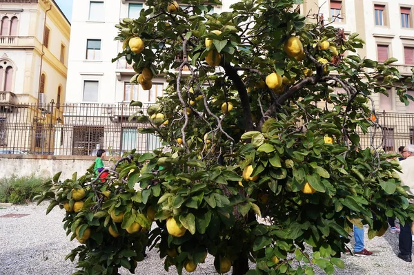 Citronplantan Den Botaniska Trädgården Florens Italien — Stockfoto