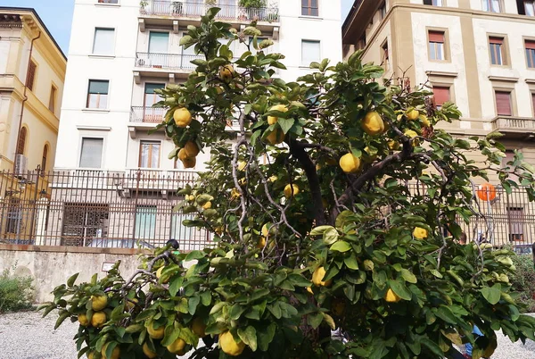 Citronplantan Den Botaniska Trädgården Florens Italien — Stockfoto