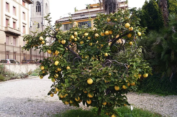 Citronplantan Den Botaniska Trädgården Florens Italien — Stockfoto