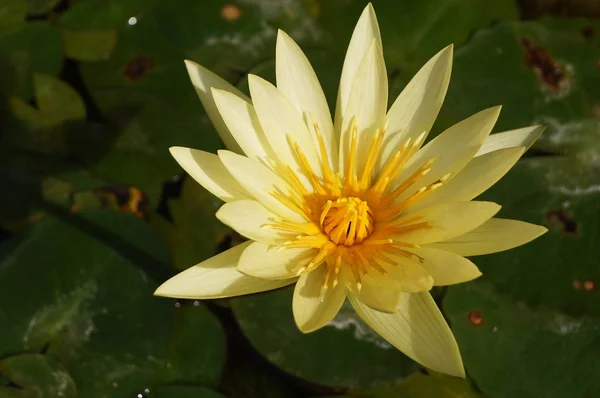 Yellow Water Lily Nuphar Lutea Botanical Garden Florence Italy — Stock Photo, Image