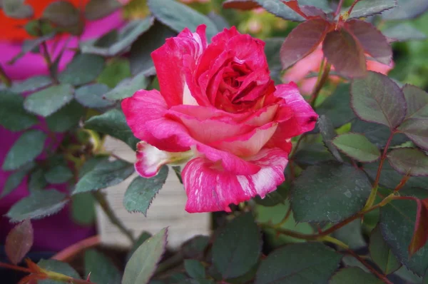 Roze Roos Bloem Een Tuin — Stockfoto