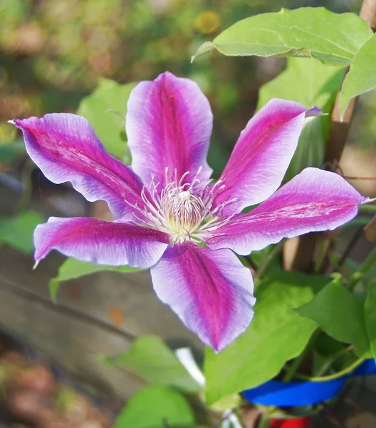 Clematis Flower Genus Clematis Garden — Stock Photo, Image