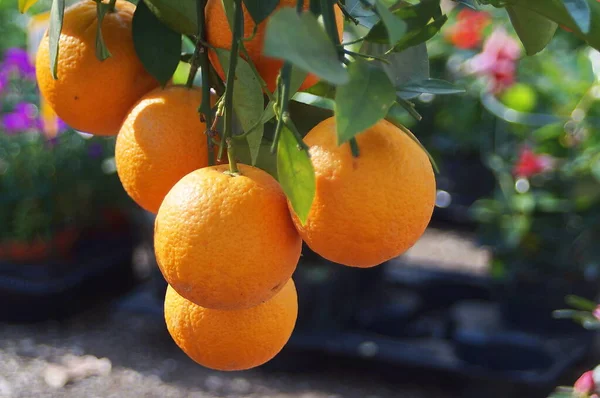 Apelsiner Trädgren Med Blad — Stockfoto