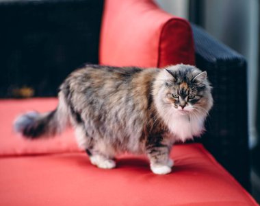 Bahçedeki turuncu koltukta tekir kedi. Evcil hayvan dışarıda olmayı emrediyor. Şirin kedi dışarıda dinleniyor. Harika bir hava. Sibirya yarışı.