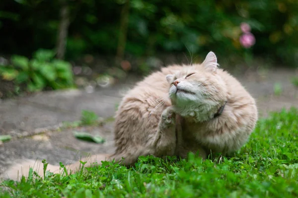 Big Ginger Cat Sitting Garden Grass Pet Enjoys Nature Domestic — Stock Photo, Image