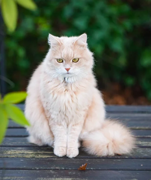 Gato Siberiano Fofo Descansando Prado Verde Dia Ensolarado Verão Pet — Fotografia de Stock