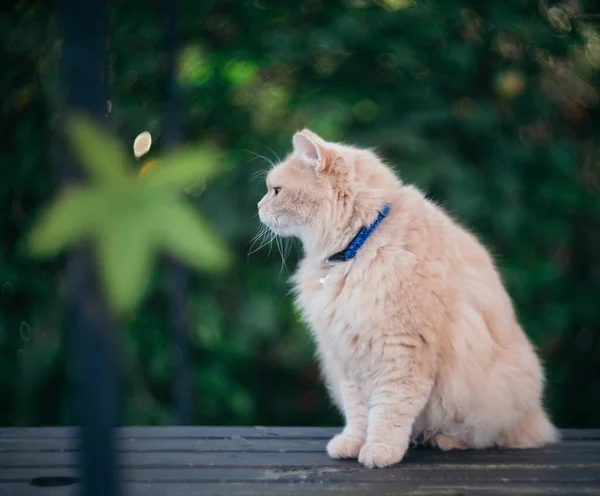 Gato Siberiano Fofo Descansando Prado Verde Dia Ensolarado Verão Pet — Fotografia de Stock