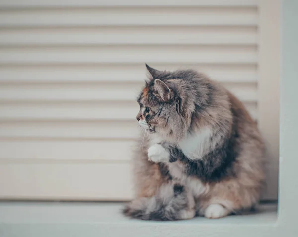 Fluffy Siberische Kat Rustend Groene Weide Zonnige Zomerdag Huisdier Genietend — Stockfoto