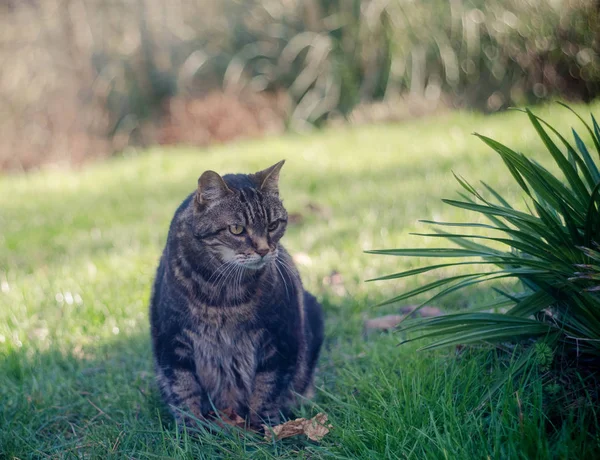 Gato Siberiano Fofo Descansando Prado Verde Dia Ensolarado Verão Pet — Fotografia de Stock