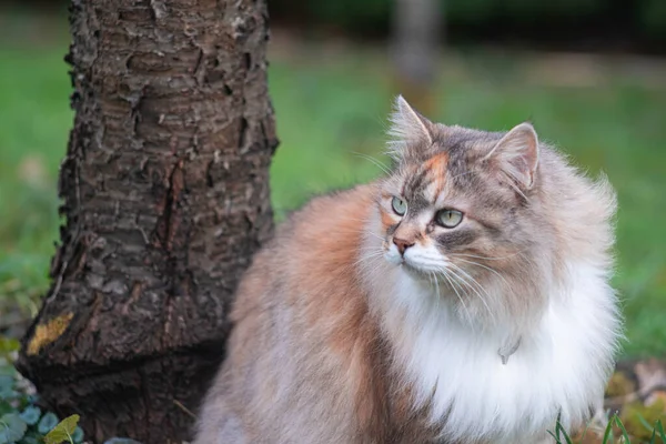 Gato Siberiano Fofo Prado Verde Dia Ensolarado Verão Pet Desfrutando — Fotografia de Stock