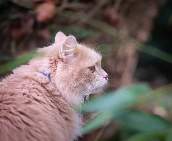 大きな生姜猫 ペットは自然を楽しむ 屋外で遊んでいる国内の生姜猫 幸せな動物の生活の概念 — ストック写真