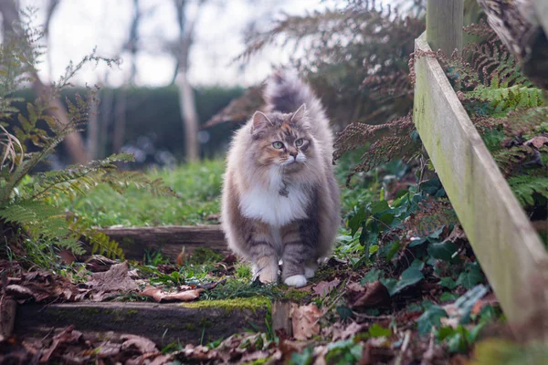 Gato Siberiano Fofo Prado Verde Dia Ensolarado Verão Pet Desfrutando — Fotografia de Stock