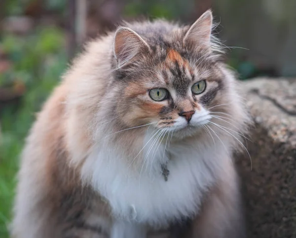 Φλάφι Σιβηρίας Γάτα Στο Πράσινο Λιβάδι Ηλιόλουστη Μέρα Του Καλοκαιριού — Φωτογραφία Αρχείου