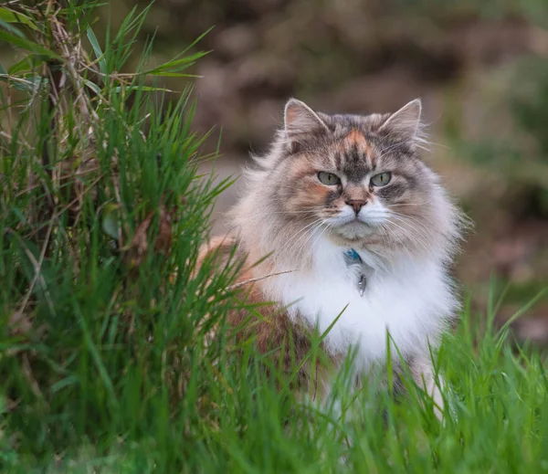 Chlupatá Sibiřská Kočka Zelené Louce Slunečného Letního Dne Domácí Mazlíček — Stock fotografie