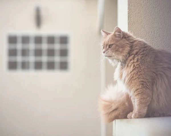 大きな生姜猫 ペットは自然を楽しむ 屋外で遊んでいる国内の生姜猫 幸せな動物の生活の概念 — ストック写真