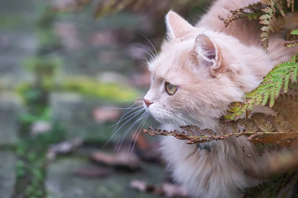 晴れた夏の日に緑の牧草地にふわふわのシベリア猫 春を楽しむペット 幸せな動物の生活の概念 — ストック写真