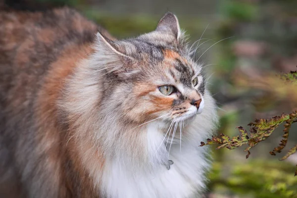 Fluffy Siberische Kat Groene Weide Zonnige Zomerdag Huisdier Geniet Van — Stockfoto