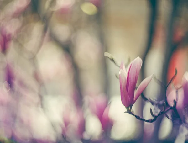 Magnolienblüten Baum Der Frühling Ist Vollem Gange — Stockfoto